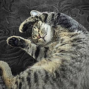 Jasper is registered to the contest to win money with this photo: animal, blanket, cat, closeup, cozy, cute, feline, fur, indoor, mammal, paws, pet, relaxation, resting, sleeping, soft, stretching, tabby_cat, texture, whiskers