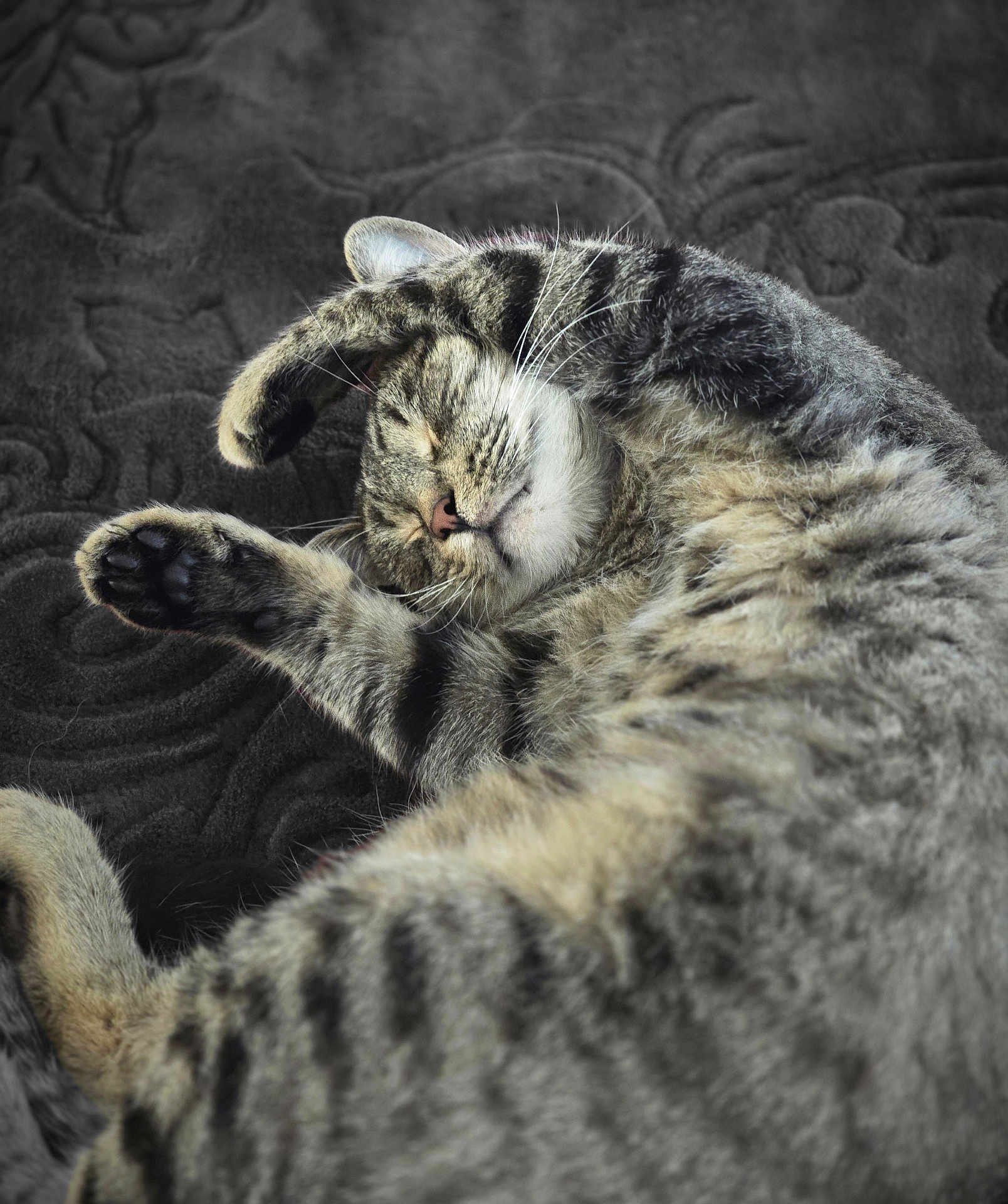 Jasper is registered to the contest to win money with this photo: animal, blanket, cat, closeup, cozy, cute, feline, fur, indoor, mammal, paws, pet, relaxation, resting, sleeping, soft, stretching, tabby_cat, texture, whiskers