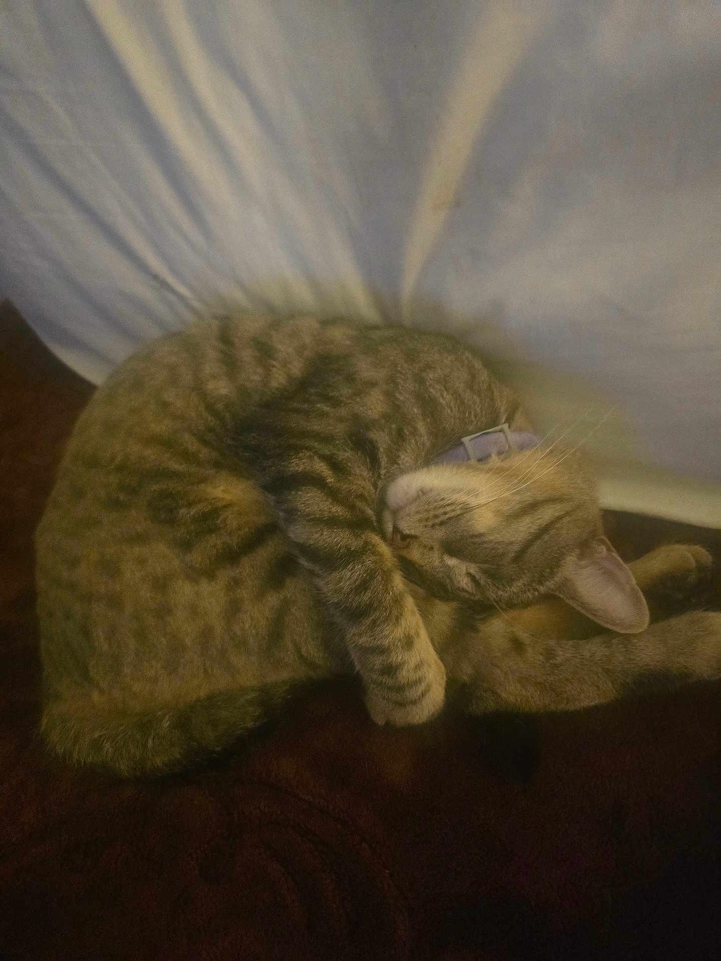 Jasper joined the competition — help win amazing prizes! cat, tabby, sleeping, curled_up, pet, feline, collar, indoor, resting, cozy, fur, whiskers, paw, blanket, soft, relaxed, cute, animal, mammal, domestic