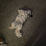 Ducati is registered to the contest to win money with this photo: dog, carpet, indoor, pet, relaxed, lying_down, fluffy, white_dog, brown_dog, small_dog, shadow, floor, animal, canine, domestic_animal, resting, cozy, quiet, home, foot
