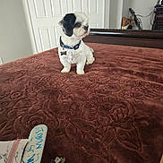 Ducati joined the competition — help win amazing prizes! dog, pet, bed, brown_bedspread, collar, indoor, furniture, white_door, small_dog, black_and_white, bedroom, table, personal_items, zipper_pouch, lighter, decorative_pattern, flooring, home, furry_pet, animal