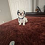 Ducati joined the competition — help win amazing prizes! dog, pet, bed, bedroom, white_dog, black_patches, collar, brown_bedspread, mirror, door, interior, furniture, floor, household_items, wall, small_dog, cute, indoor, carpeted_floor, resting