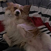 Zuck is registered to the contest to win money with this photo: animal, bed, blanket, brown, canine, cozy, cute, dog, domestic_animal, fluffy, fur, indoors, lying_down, pet, relaxed, resting, sleep, sleeping, striped, white