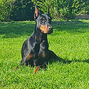 Palma participe au concours pour gagner de l'argent avec cette photo : doberman, dog, canine, pet, outdoor, grass, greenery, sunlight, animal, alert, ears, portrait, nature, sitting, summer, daylight, fur, watchful, muzzle, companion