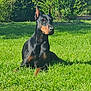 doberman, dog, canine, pet, outdoor, grass, greenery, sunlight, animal, alert, ears, portrait, nature, sitting, summer, daylight, fur, watchful, muzzle, companion