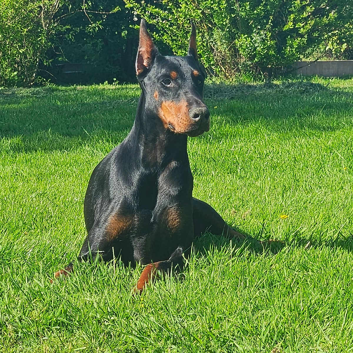 Palma participe au concours pour gagner de l'argent avec cette photo : alert, animal, canine, companion, daylight, doberman, dog, ears, fur, grass, greenery, muzzle, nature, outdoor, pet, portrait, sitting, summer, sunlight, watchful