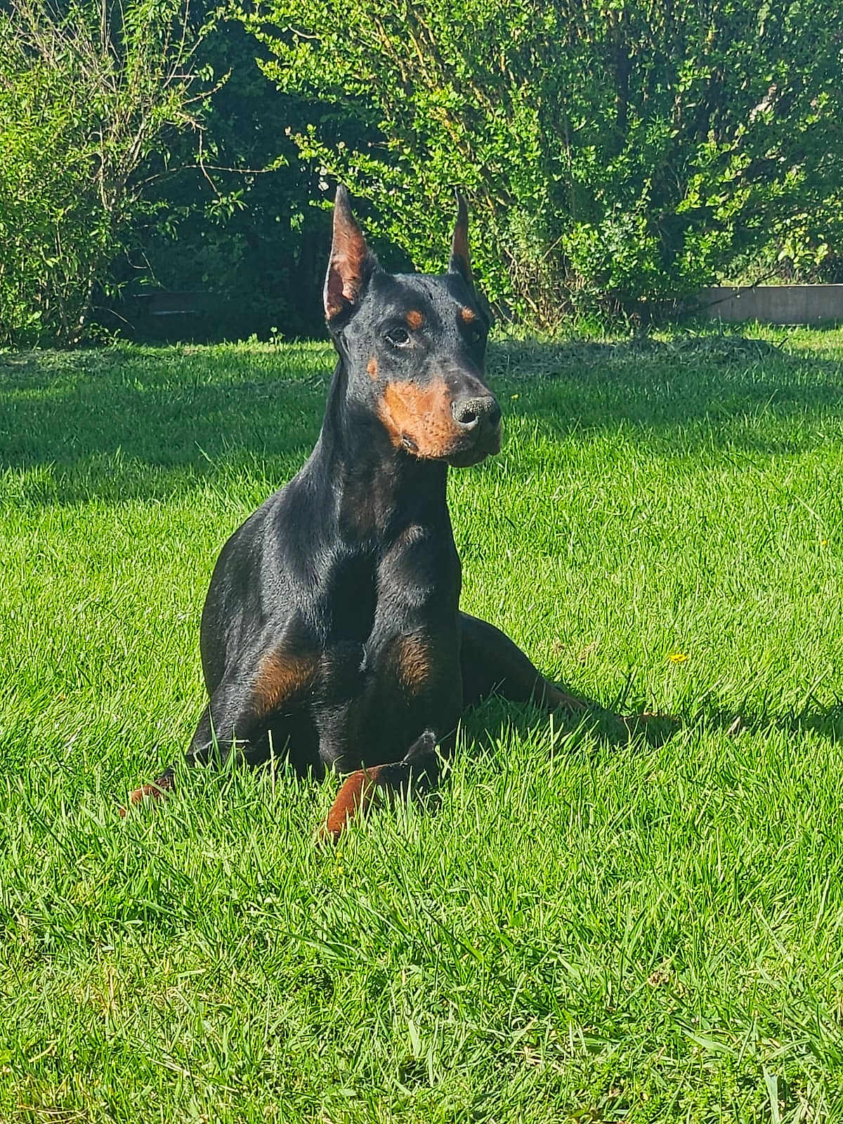 Palma participe au concours pour gagner de l'argent avec cette photo : doberman, dog, canine, pet, outdoor, grass, greenery, sunlight, animal, alert, ears, portrait, nature, sitting, summer, daylight, fur, watchful, muzzle, companion
