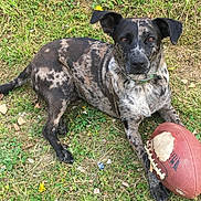 Hazelynn joined the competition — help win amazing prizes! dog, grass, football, outdoor, pet, animal, lying_down, chewed, collar, brindle, ears, brown, black, toy, playful, nature, summer, ground, paw, daylight
