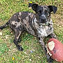 dog, grass, football, outdoor, pet, animal, lying_down, chewed, collar, brindle, ears, brown, black, toy, playful, nature, summer, ground, paw, daylight