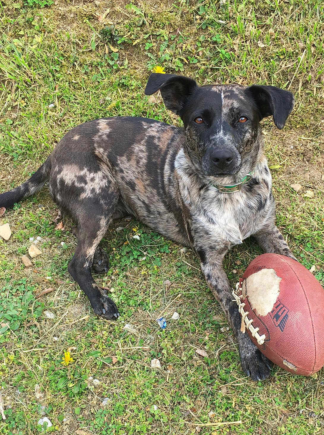 Hazelynn joined the competition — help win amazing prizes! dog, grass, football, outdoor, pet, animal, lying_down, chewed, collar, brindle, ears, brown, black, toy, playful, nature, summer, ground, paw, daylight
