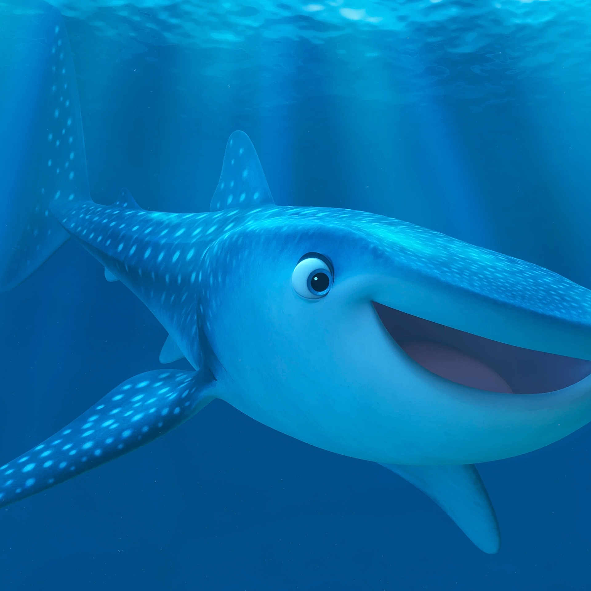 Jacqueline is registered to the contest to win money with this photo: azure, carcharhiniformes, cartilaginous_fish, electric_blue, fin, fish, great_white_shark, head, jaw, lamnidae, lamniformes, marine_biology, marine_mammal, organism, requiem_shark, shark, squaliformes, underwater, vertebrate, water