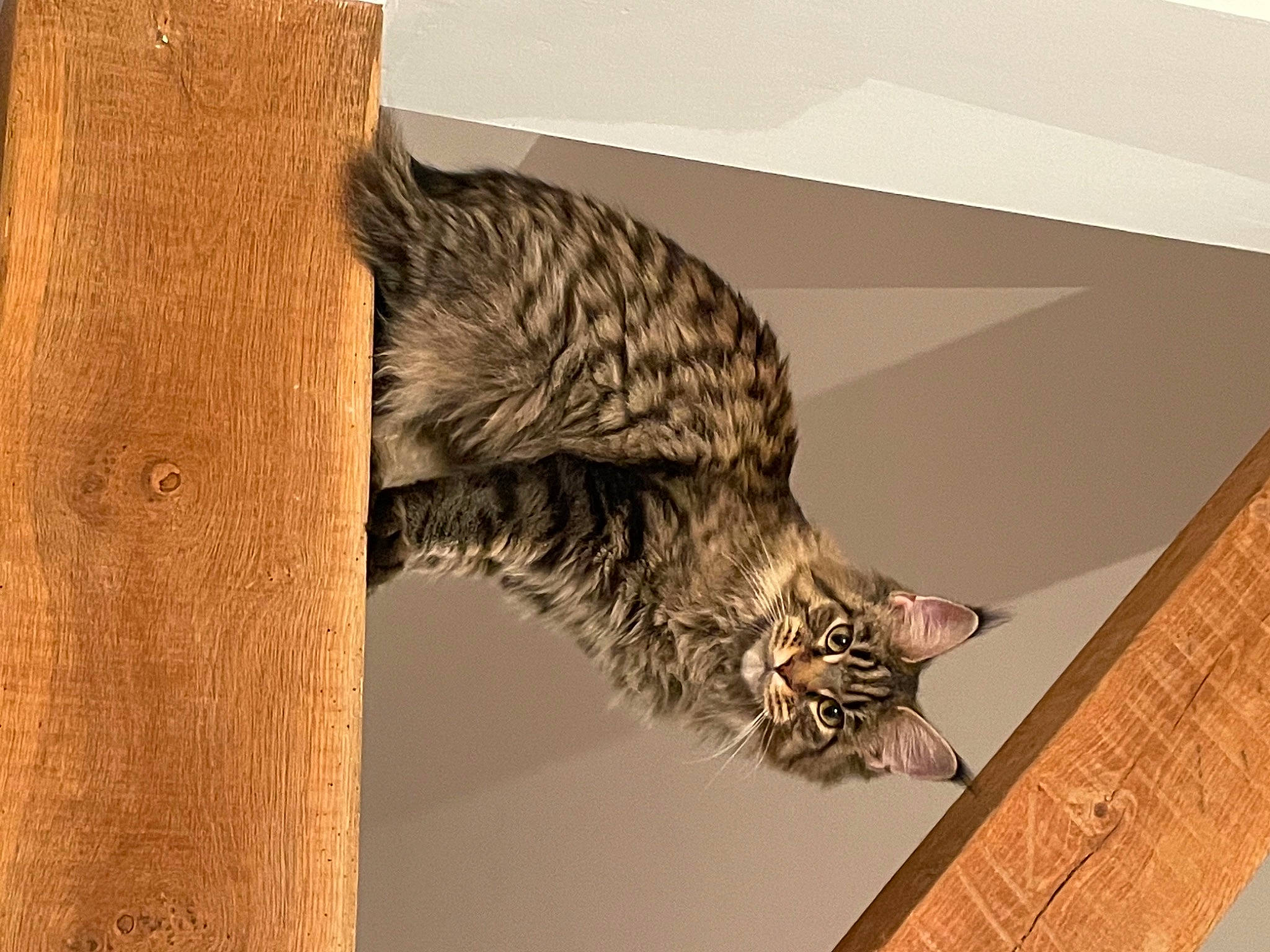 Hades a rejoint le concours — aidez-le/la à gagner de superbes lots ! art, bird_of_prey, carnivore, cat, claw, domestic_short_haired_cat, felidae, fur, hardwood, owl, pattern, small_to_medium_sized_cats, tail, terrestrial_animal, tree, trunk, whiskers, wildlife, wood, wood_stain