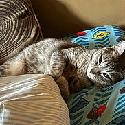 Ida Barrios is registered to the contest to win money with this photo: animal, bedroom, cat, comfortable, cozy, cute, ears, feline, gray_cat, indoor, patterned_pillow, pet, pillow, relaxed, resting, sleepy, soft_light, striped_fur, tabby_cat, whiskers