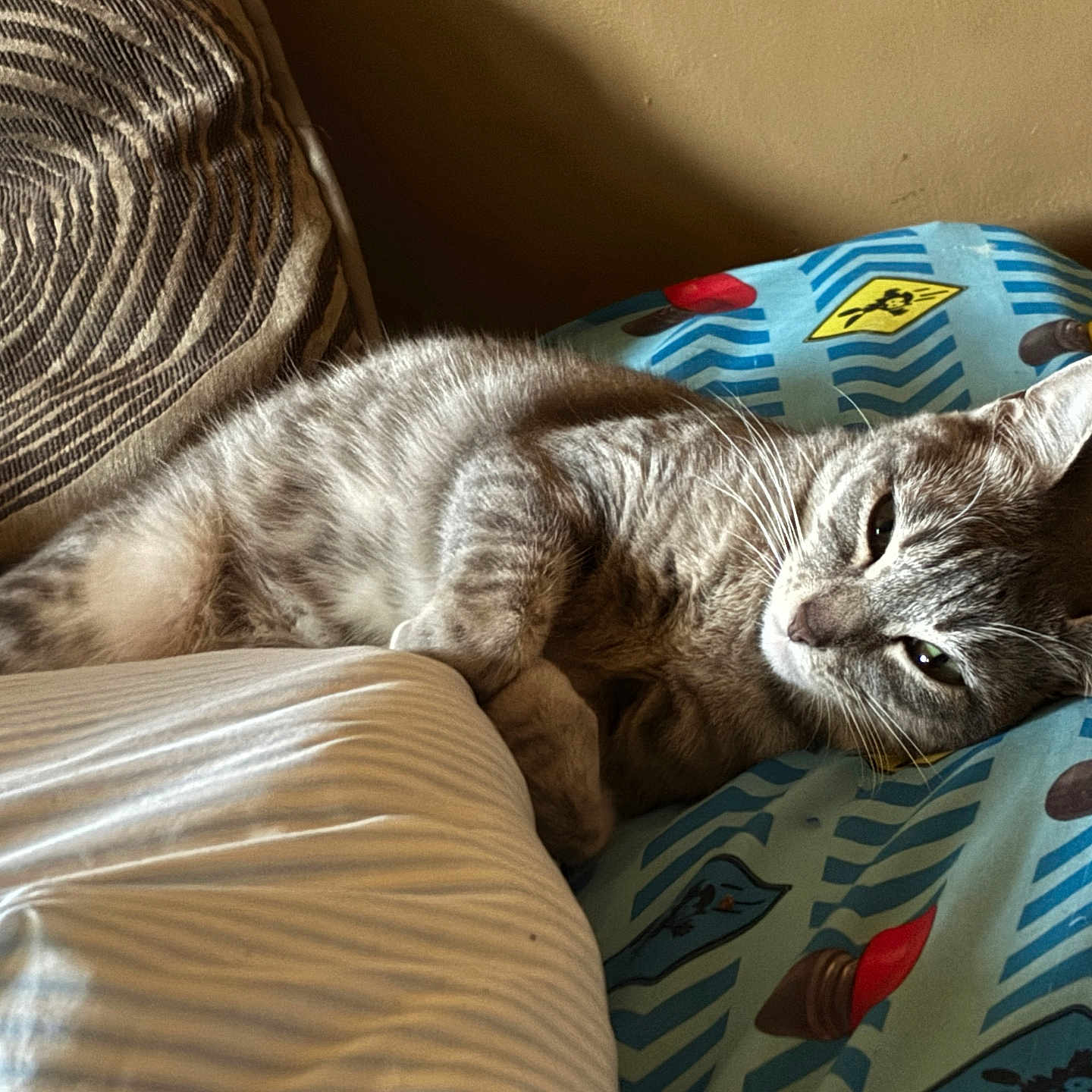 Ida Barrios is registered to the contest to win money with this photo: animal, bedroom, cat, comfortable, cozy, cute, ears, feline, gray_cat, indoor, patterned_pillow, pet, pillow, relaxed, resting, sleepy, soft_light, striped_fur, tabby_cat, whiskers