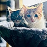 Ida Barrios is registered to the contest to win money with this photo: adorable, animal, bed, cat, closeup, cozy, cute, eyes, feline, fur, indoor, kitten, orange_and_white, pet, resting, soft, tabby, two_animals, whiskers, young