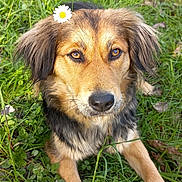 Maya participe au concours pour gagner de l'argent avec cette photo : animal, canine, cute, dog, ears, eyes, flower, fur, grass, greenery, laying_down, leaf, nature, nose, outdoor, pet, portrait, relaxed, spring, sunlight