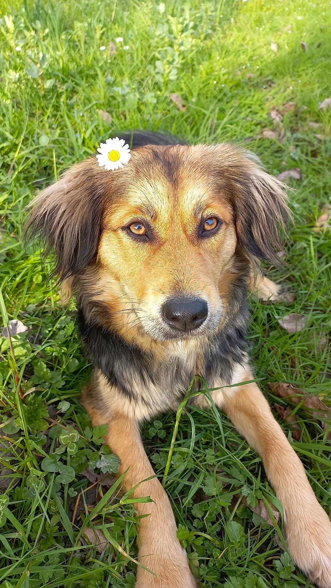 Maya