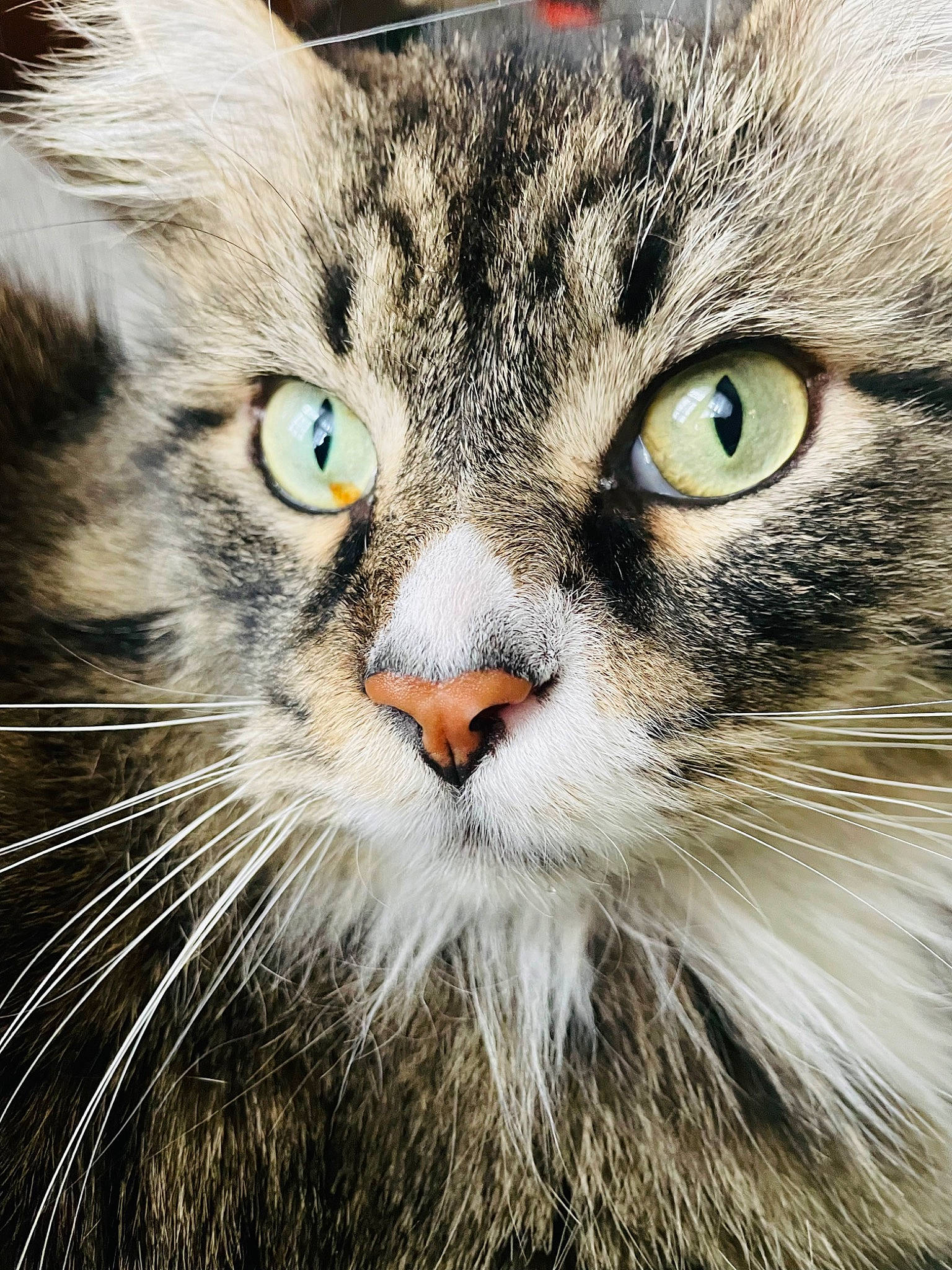 Rooney is registered to the contest to win money with this photo: carnivore, cat, close_up, domestic_short_haired_cat, felidae, fur, grass, iris, small_to_medium_sized_cats, snout, terrestrial_animal, whiskers, wildlife