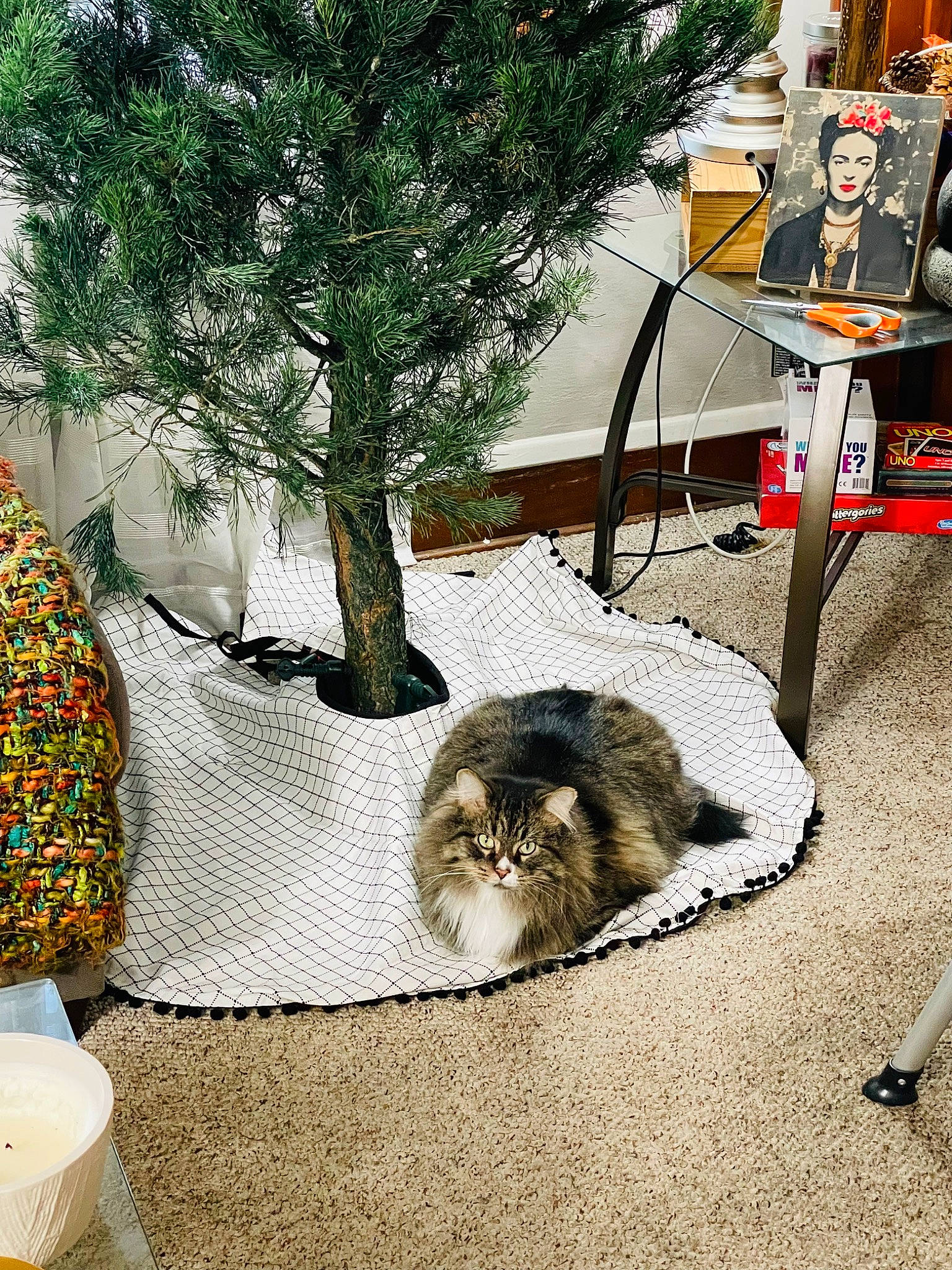 Rooney joined the competition — help win amazing prizes! automotive_tire, carnivore, cat, conifer, domestic_short_haired_cat, event, fawn, felidae, flowerpot, fur, grass, landscape, plant, small_to_medium_sized_cats, table, tail, tire, tree, wheel, whiskers