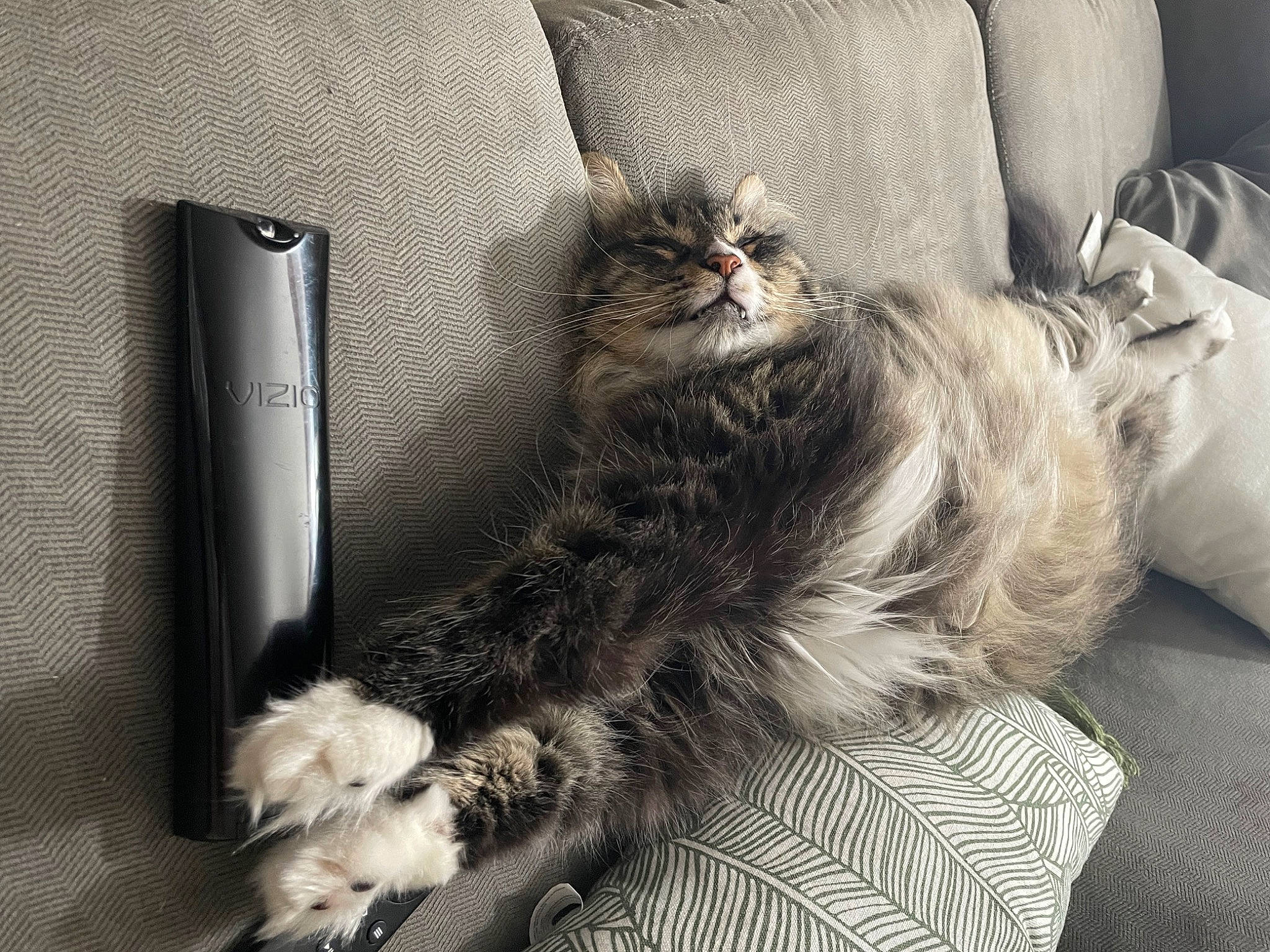 Rooney joined the competition — help win amazing prizes! box, carnivore, cat, chair, claw, comfort, communication_device, companion_dog, domestic_short_haired_cat, felidae, fur, grey, monochrome_photography, paw, plant, portable_communications_device, sitting, small_to_medium_sized_cats, tail, whiskers