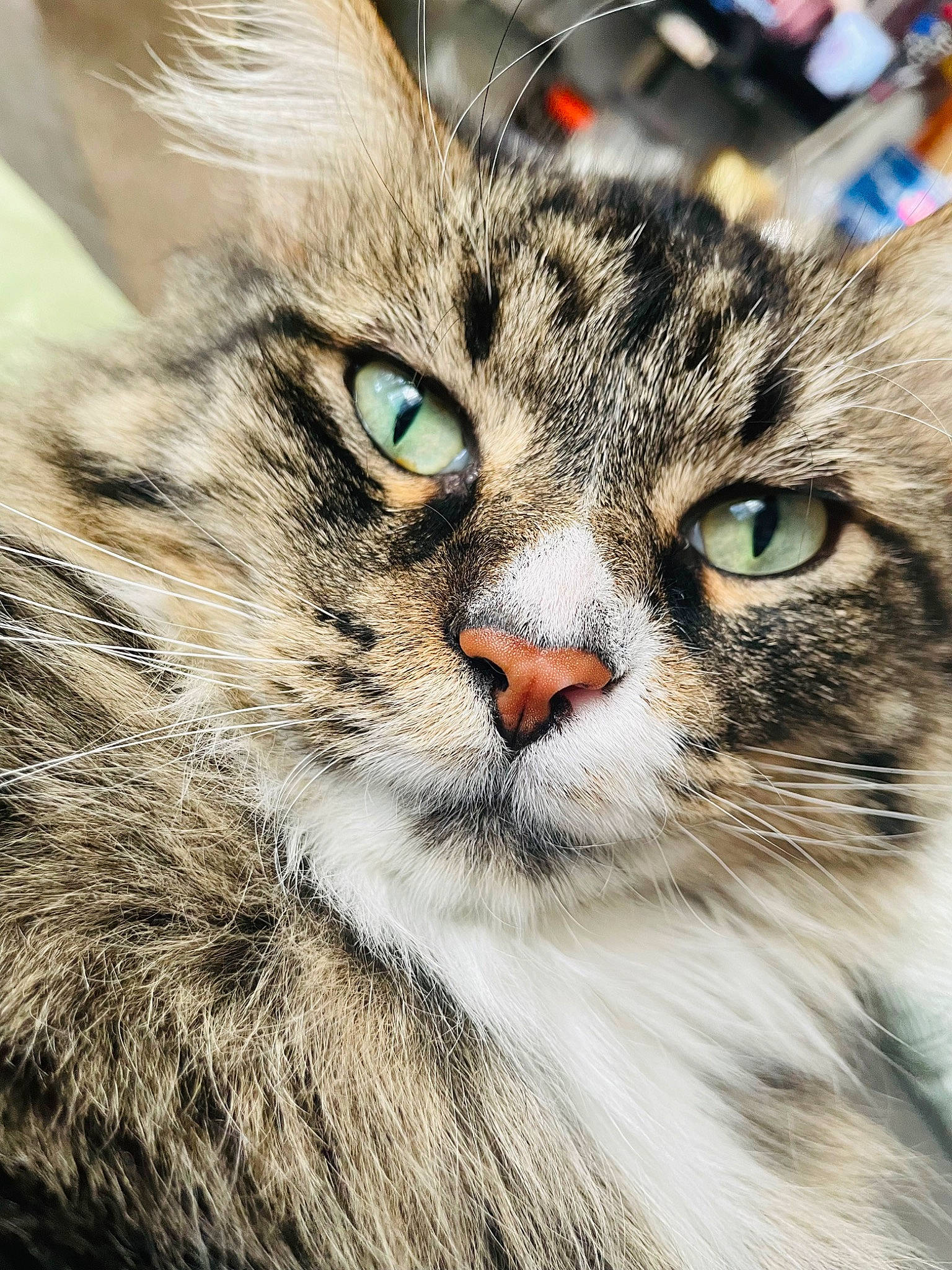 Rooney joined the competition — help win amazing prizes! carnivore, cat, claw, close_up, domestic_short_haired_cat, felidae, fur, grass, paw, plant, small_to_medium_sized_cats, snout, terrestrial_animal, tree, whiskers, wildlife