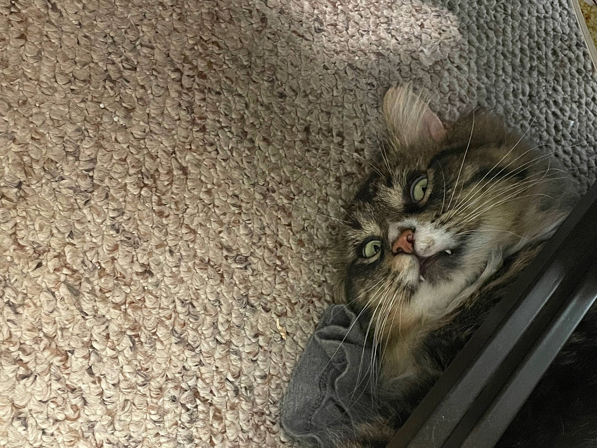 Rooney joined the competition — help win amazing prizes! asphalt, carnivore, cat, claw, concrete, domestic_short_haired_cat, felidae, fur, grass, grey, paw, photo_caption, road_surface, small_to_medium_sized_cats, snout, soil, tail, terrestrial_animal, whiskers, window