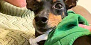 Missi is registered to the contest to win money with this photo: woman, dog, green_hoodie, sweater, video_call, indoor, couch, pet, close_up, face, person, technology, communication, casual, relaxed, home, portrait, smile, brown_hair, black_dog