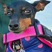 Missi is registered to the contest to win money with this photo: dog, small_dog, black_dog, tan_markings, pink_collar, blue_jacket, polka_dots, pet_accessories, close_up, outdoor, sky, green_background, animal, canine, pet, cute, portrait, wearing_clothes, dog_tag, ears