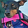 dog, small_dog, black_dog, tan_markings, pink_collar, blue_jacket, polka_dots, pet_accessories, close_up, outdoor, sky, green_background, animal, canine, pet, cute, portrait, wearing_clothes, dog_tag, ears