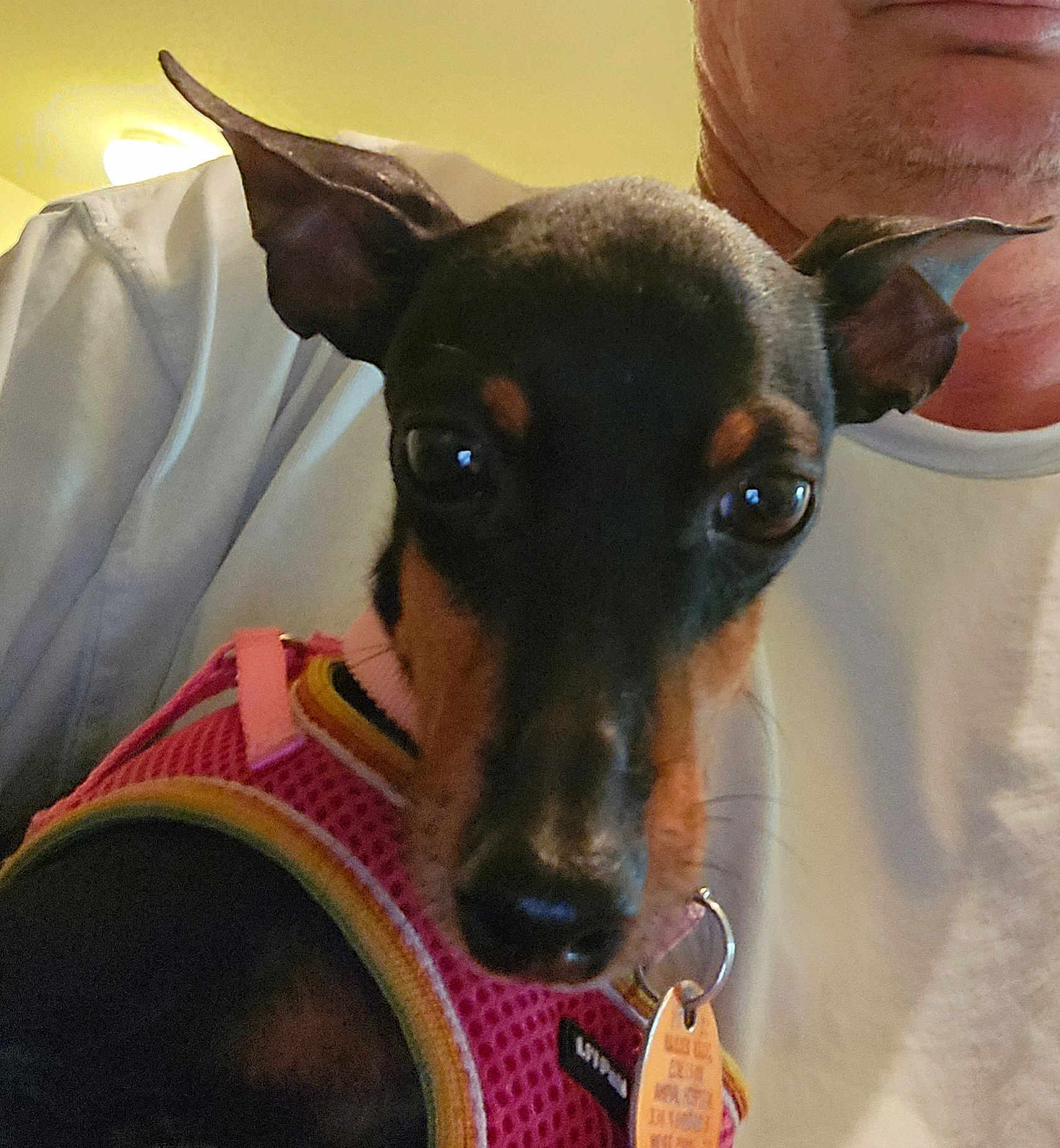 Missi is registered to the contest to win money with this photo: dog, pet, indoor, close_up, harness, black_and_tan, small_dog, person, white_shirt, ears, face, curious, looking_at_camera, lap, human, pet_tag, lighting, portrait, animal, companion