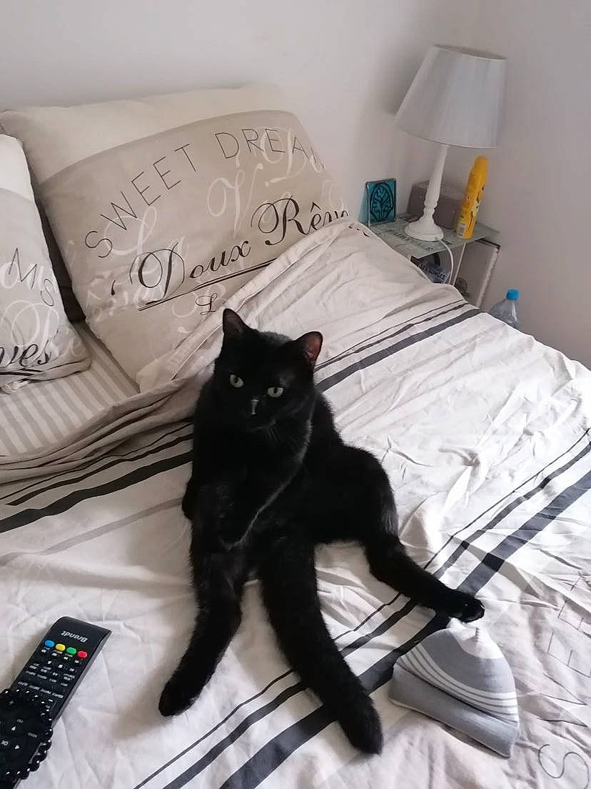 Charly participe au concours pour gagner de l'argent avec cette photo : bed, bed_sheet, bedding, bedroom, bombay, carnivore, cat, comfort, felidae, floor, flooring, grey, linens, mammal, pillow, small_to_medium_sized_cats, studio_couch, textile, whiskers, wood