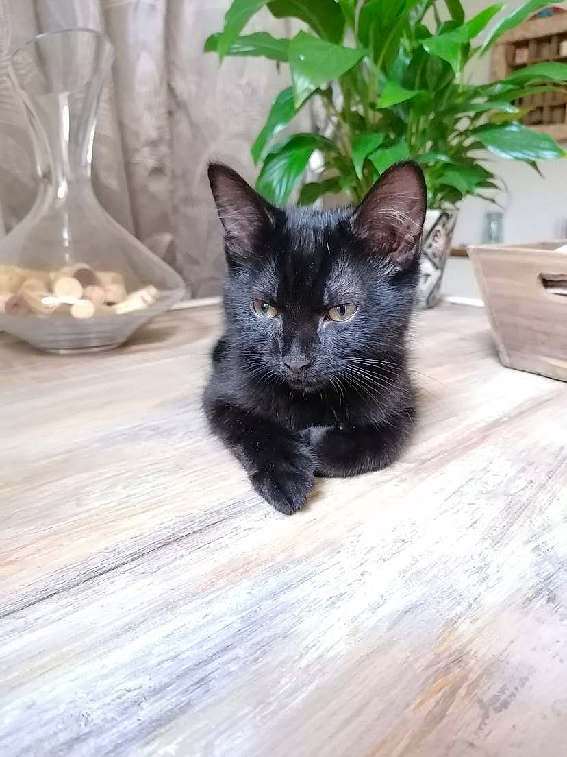 Charly a rejoint le concours — aidez-le/la à gagner de superbes lots ! black_cat, bombay, carnivore, cat, domestic_short_haired_cat, felidae, flooring, flowerpot, grey, hardwood, houseplant, laminate_flooring, plant, small_to_medium_sized_cats, snout, tail, whiskers, wine_glass, wood, wood_stain
