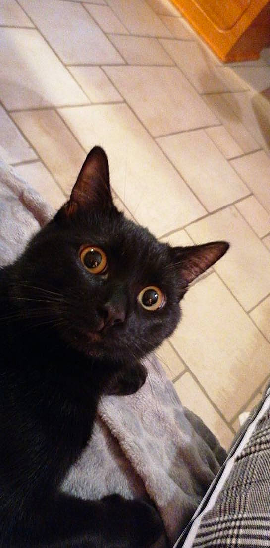 Charly participe au concours pour gagner de l'argent avec cette photo : black_cat, bombay, carnivore, cat, claw, domestic_short_haired_cat, eye, felidae, flooring, fur, havana_brown, iris, pet_supply, small_to_medium_sized_cats, snout, tail, terrestrial_animal, tile_flooring, whiskers, window