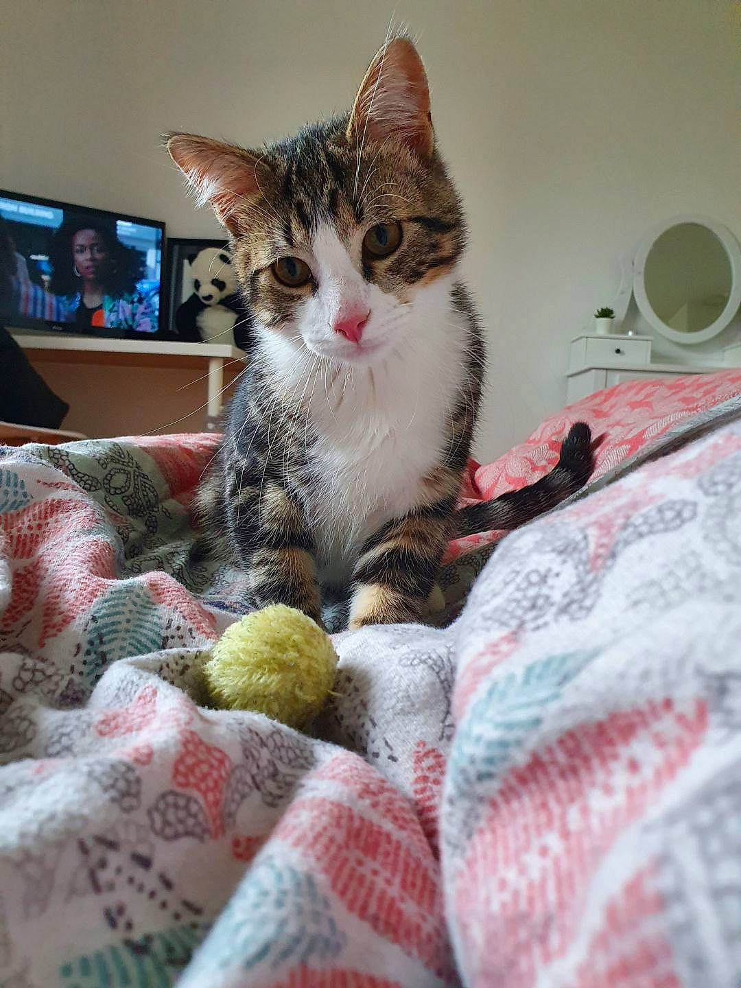 Rufus a rejoint le concours — aidez-le/la à gagner de superbes lots ! bedding, carnivore, cat, coffee_cup, comfort, domestic_short_haired_cat, felidae, fur, linens, pattern, paw, picture_frame, serveware, sitting, small_to_medium_sized_cats, snout, tableware, television, textile, whiskers