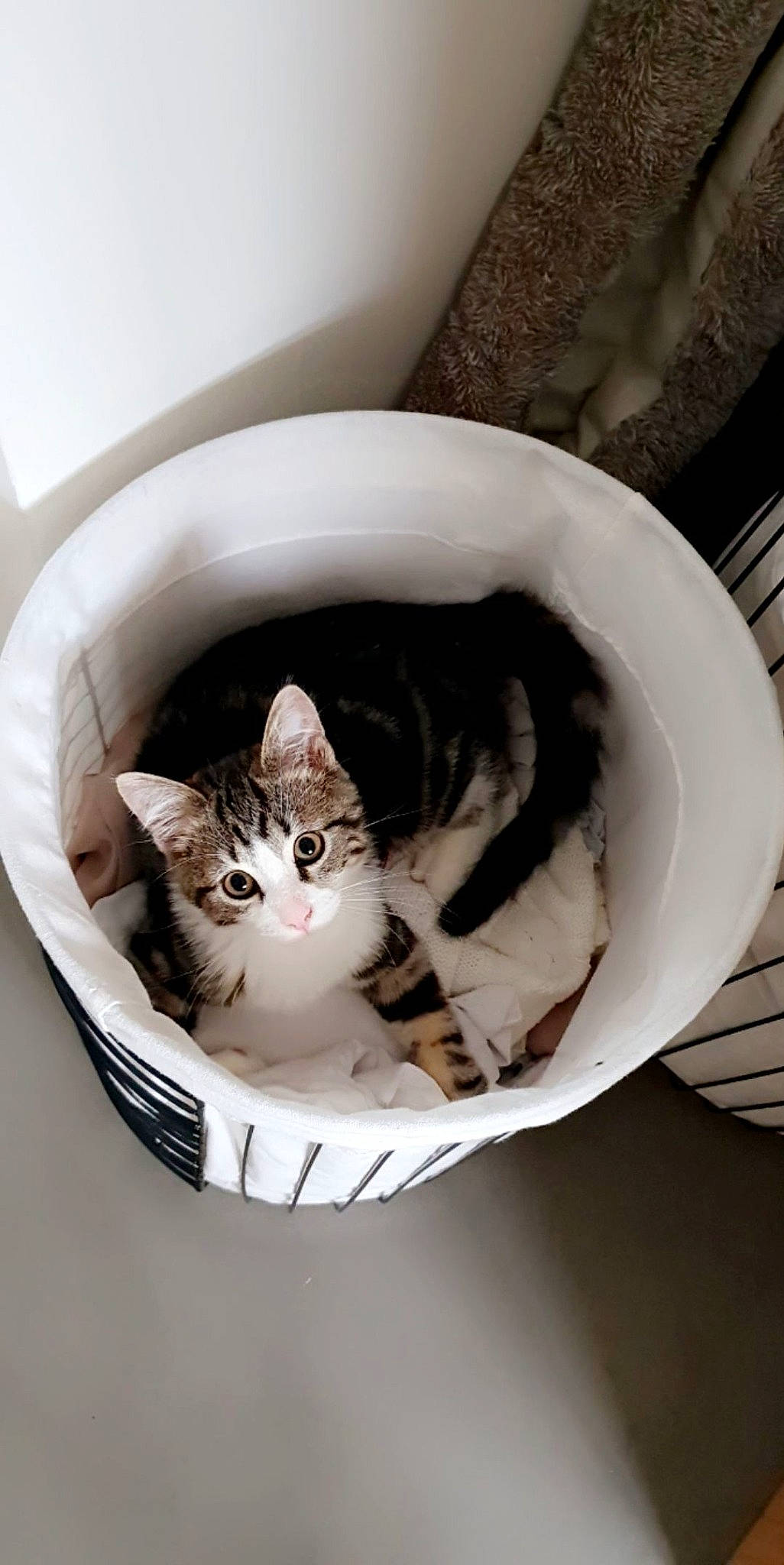 Rufus a rejoint le concours — aidez-le/la à gagner de superbes lots ! carnivore, cat, cat_bed, cat_supply, comfort, domestic_short_haired_cat, felidae, fur, grey, monochrome_photography, paw, pet_supply, small_to_medium_sized_cats, snout, tail, terrestrial_animal, whiskers