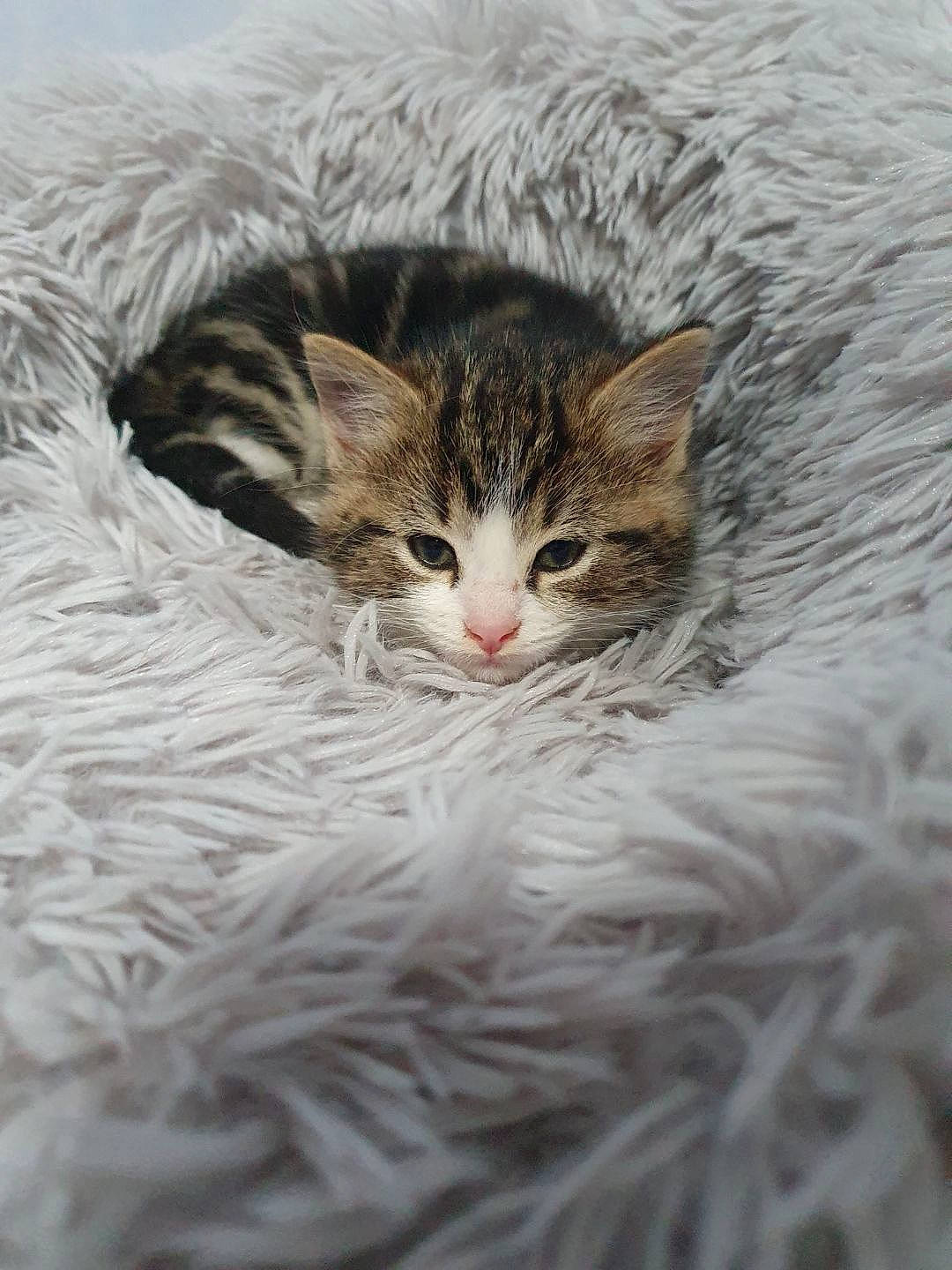 Rufus participe au concours pour gagner de l'argent avec cette photo : carnivore, cat, claw, close_up, domestic_short_haired_cat, eye, fawn, felidae, fur, grass, macro_photography, paw, plant, small_to_medium_sized_cats, snout, terrestrial_animal, tree, whiskers, wildlife, wood