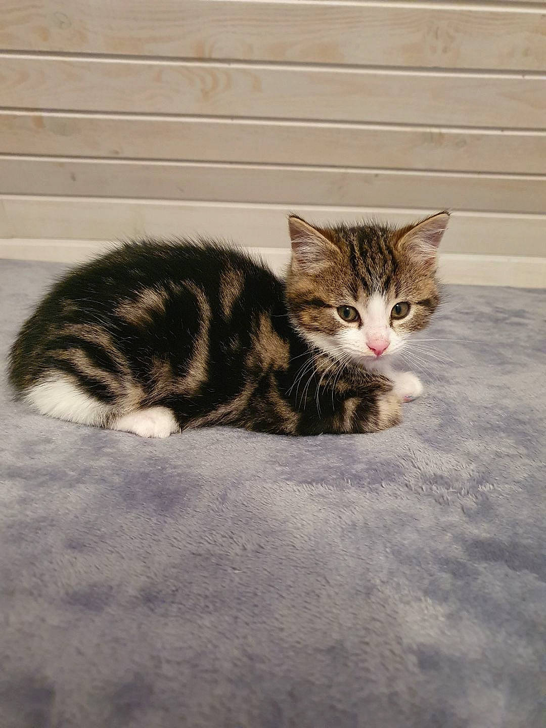 Rufus participe au concours pour gagner de l'argent avec cette photo : carnivore, cat, claw, comfort, domestic_short_haired_cat, eye, felidae, flooring, fur, paw, road_surface, sitting, small_to_medium_sized_cats, snout, tail, terrestrial_animal, whiskers, wildlife