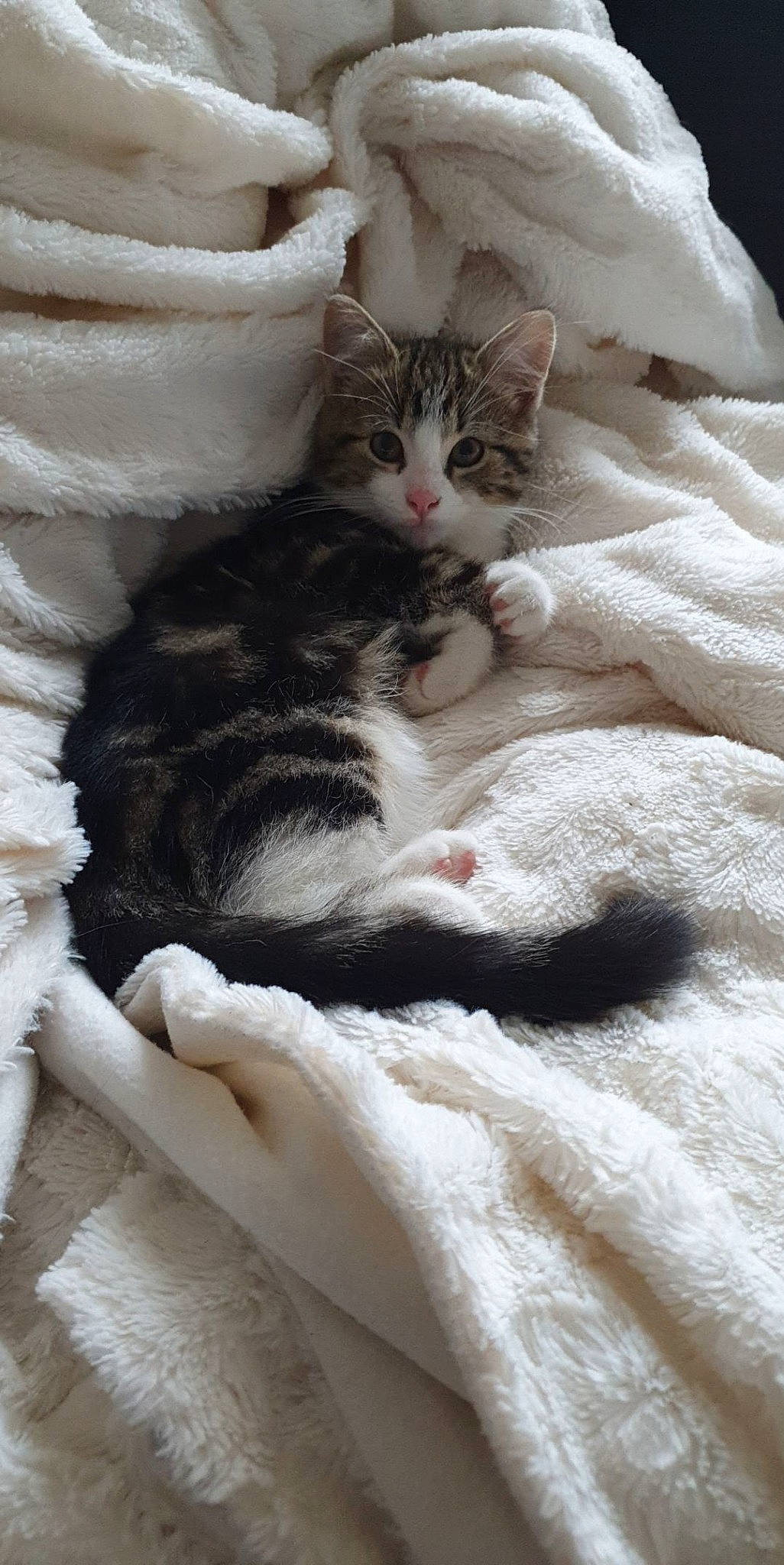 Rufus participe au concours pour gagner de l'argent avec cette photo : bed, bed_sheet, bedding, carnivore, cat, claw, comfort, domestic_short_haired_cat, fawn, felidae, fur, grey, linens, nap, paw, sleep, small_to_medium_sized_cats, snout, tail, whiskers