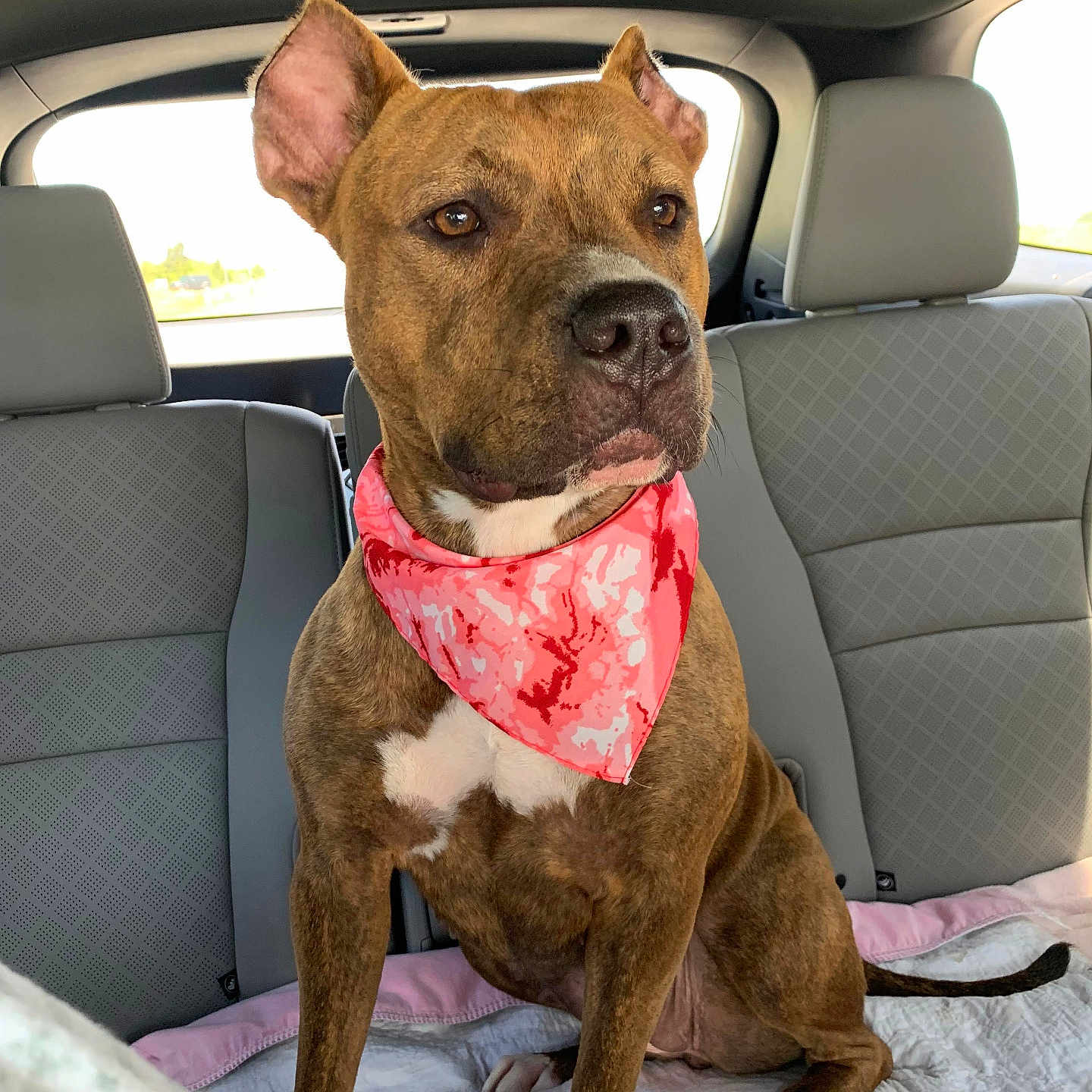 Fayah joined the competition — help win amazing prizes! animal, attentive, backseat, bandana, brindle, canine, car_interior, daylight, dog, domestic_animal, ears, four_legs, fur, nose, pet, portrait, seat, sitting, tail, window