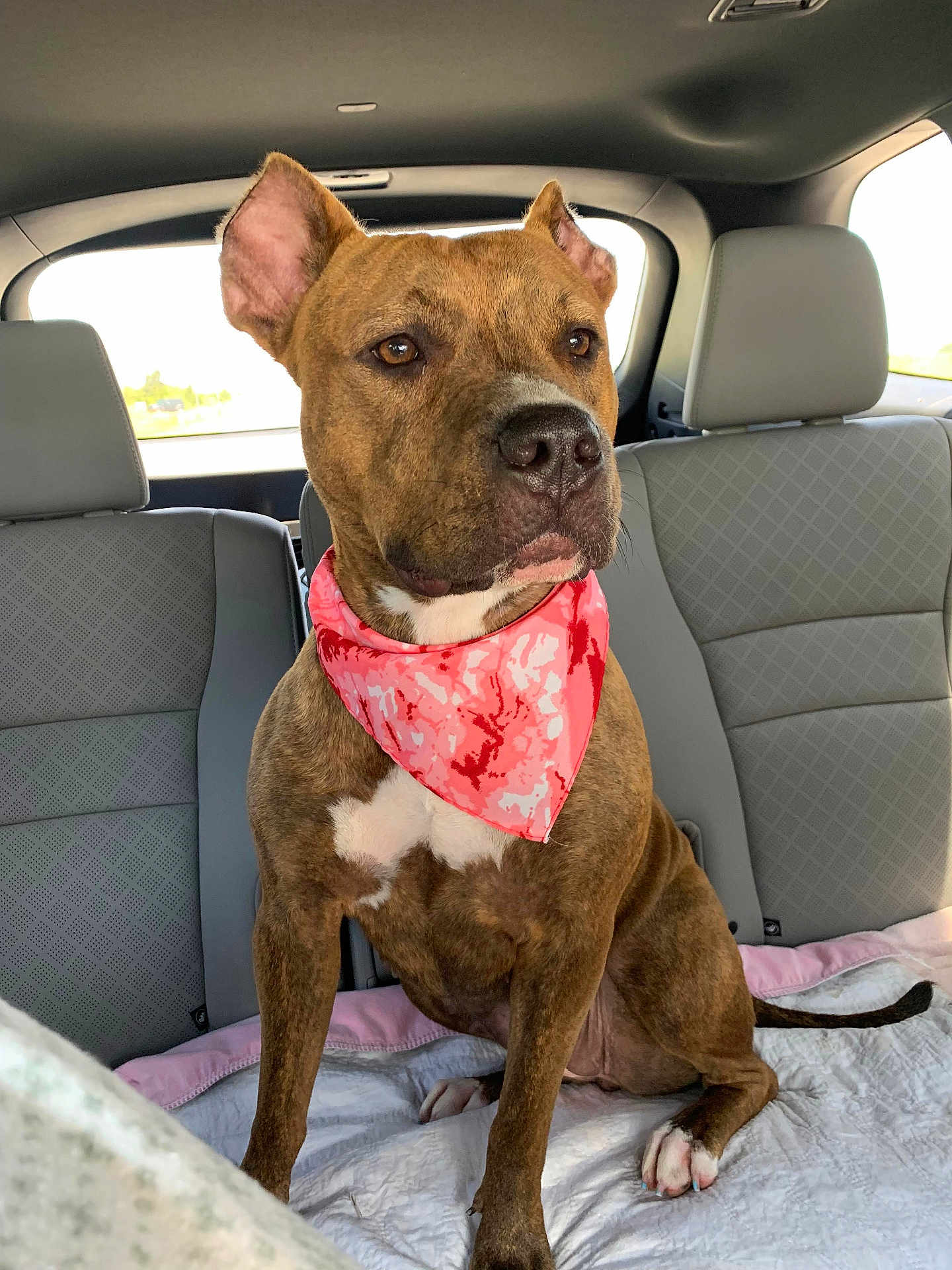 Fayah joined the competition — help win amazing prizes! animal, attentive, backseat, bandana, brindle, canine, car_interior, daylight, dog, domestic_animal, ears, four_legs, fur, nose, pet, portrait, seat, sitting, tail, window