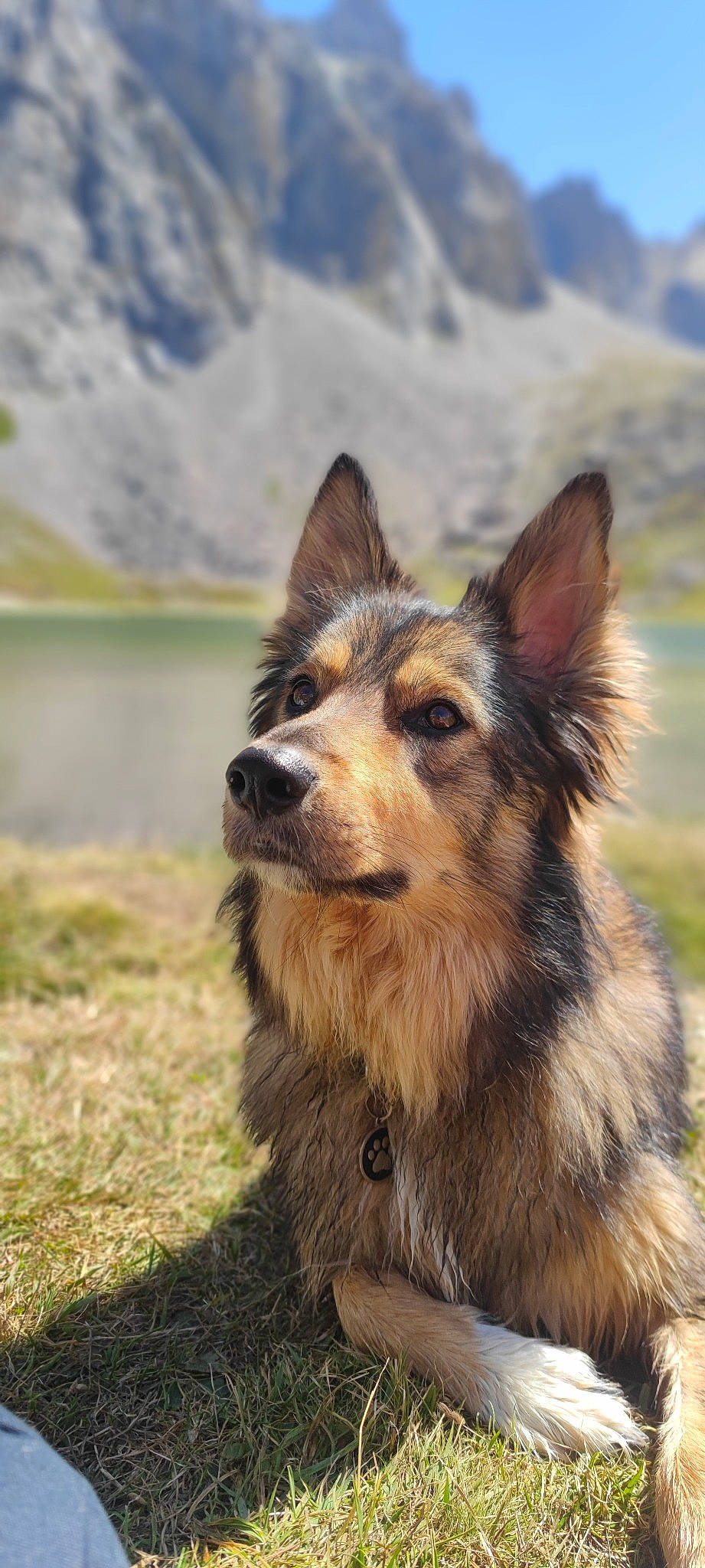 Krok participe au concours pour gagner de l'argent avec cette photo : canidae, carnivore, companion_dog, dog, dog_breed, fawn, fur, grass, herding_dog, lake, landscape, nature, snout, sporting_group, terrestrial_animal, water, wildlife, working_dog