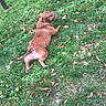 Oslo a rejoint le concours — aidez-le/la à gagner de superbes lots ! animal, autumn_leaves, brown_dog, canine, daylight, dog, fallen_leaves, fence_post, grass, green_grass, lying_down, mammal, nature, outdoor, park, pet, relaxed, resting, tongue_out, vertebrate