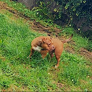 Oslo participe au concours pour gagner de l'argent avec cette photo : alert, animal, brown_dog, canine, daylight, dog, ears, fur, garden, grass, greenery, heart_emojis, leafy_wall, nature, outdoor, pet, plants, standing, tail, text_overlay