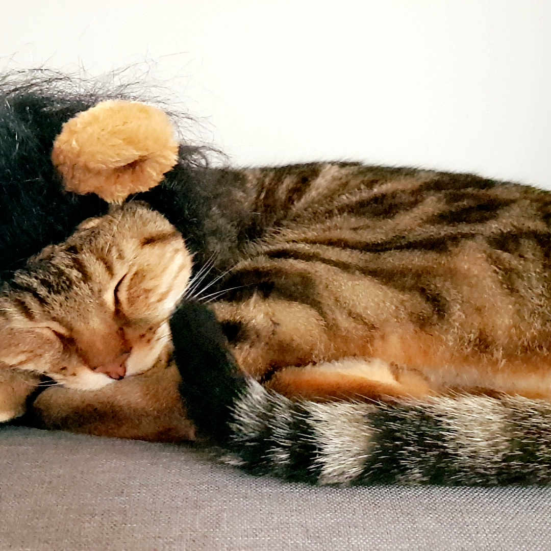 Simba