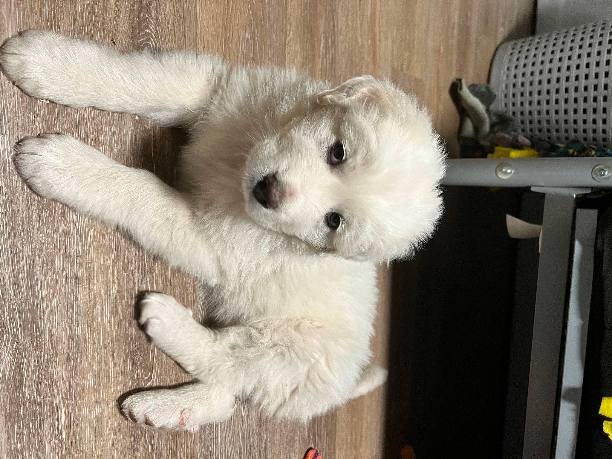 Lani is registered to the contest to win money with this photo: canidae, carnivore, companion_dog, dog, dog_breed, dog_supply, fawn, fur, maltepoo, non_sporting_group, paw, puppy, snout, sporting_group, tail, terrestrial_animal, toy_dog, working_animal