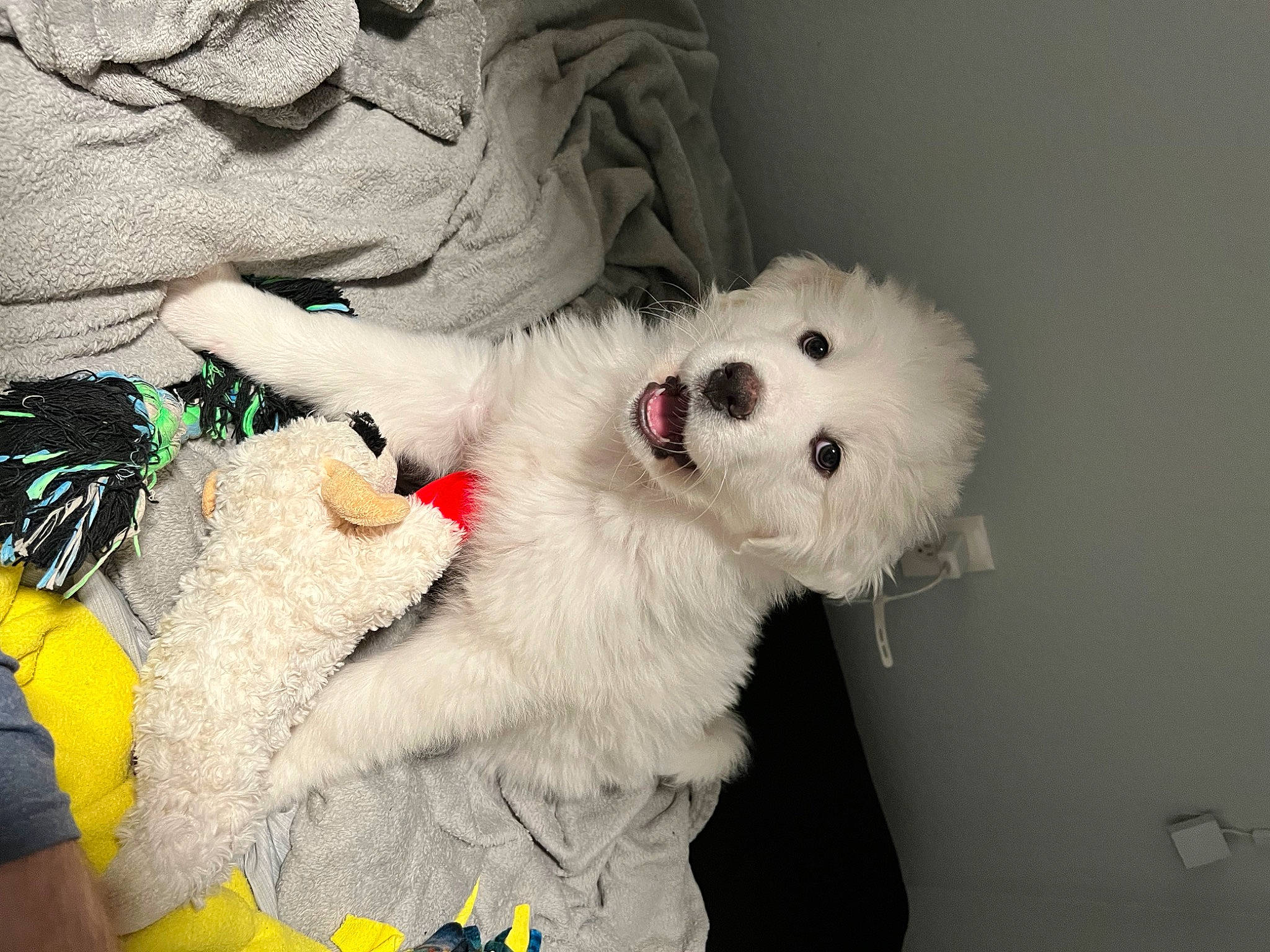 Lani joined the competition — help win amazing prizes! canidae, carmine, carnivore, comfort, companion_dog, dog_breed, event, fur, non_sporting_group, paw, plush, snout, sporting_group, stuffed_toy, toy