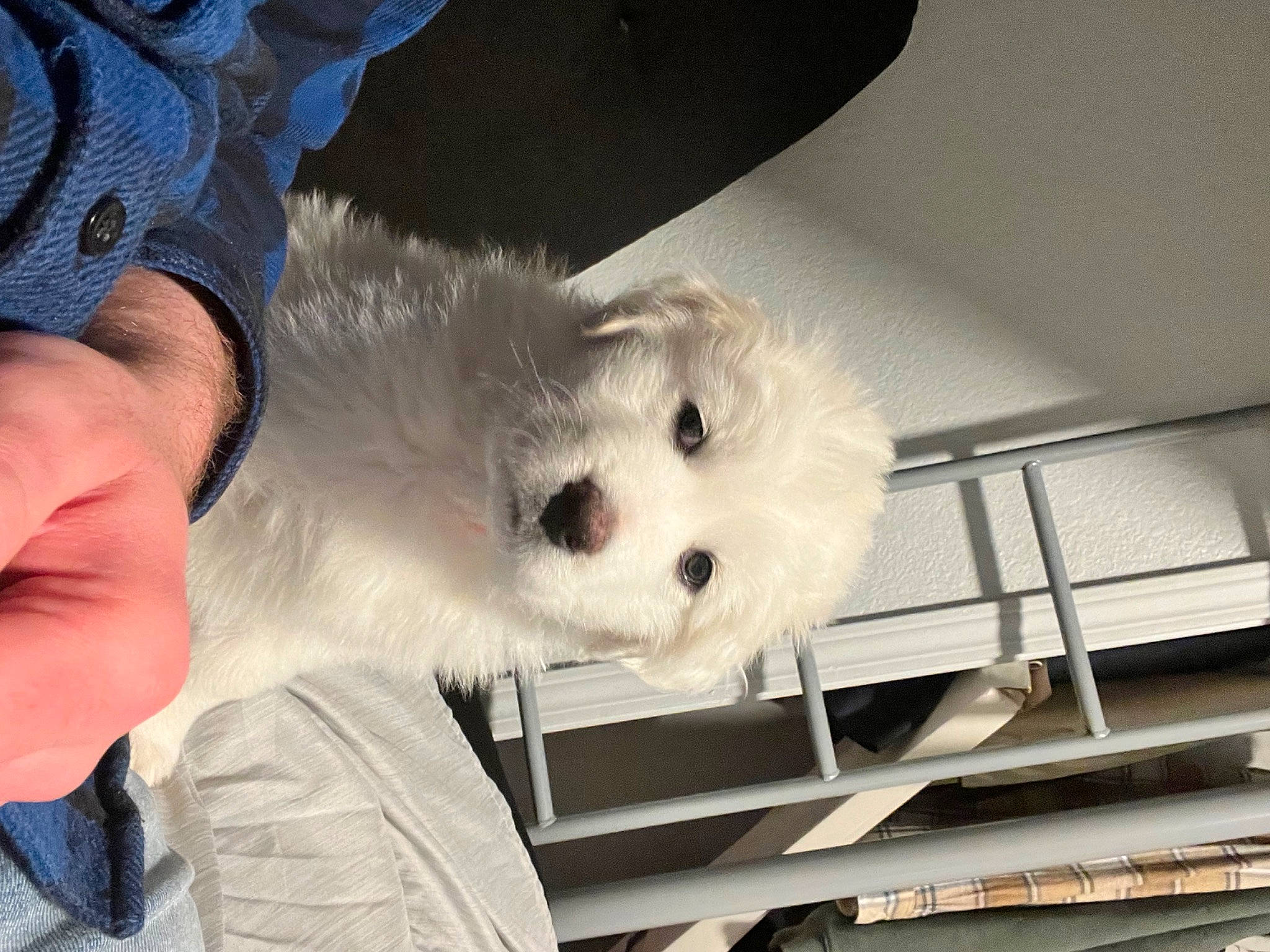 Lani joined the competition — help win amazing prizes! ball, canidae, carnivore, companion_dog, dog, dog_breed, fur, non_sporting_group, snout, sporting_group, stuffed_toy, teddy_bear, toy, toy_dog, whiskers