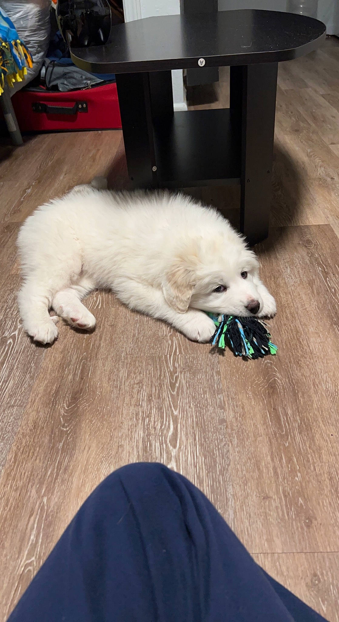 Lani is registered to the contest to win money with this photo: american_eskimo_dog, ball, canidae, carnivore, comfort, companion_dog, dog, dog_breed, flooring, fur, german_spitz, german_spitz_mittel, hardwood, paw, spitz, sporting_group, tail, volpino_italiano, wood, working_animal