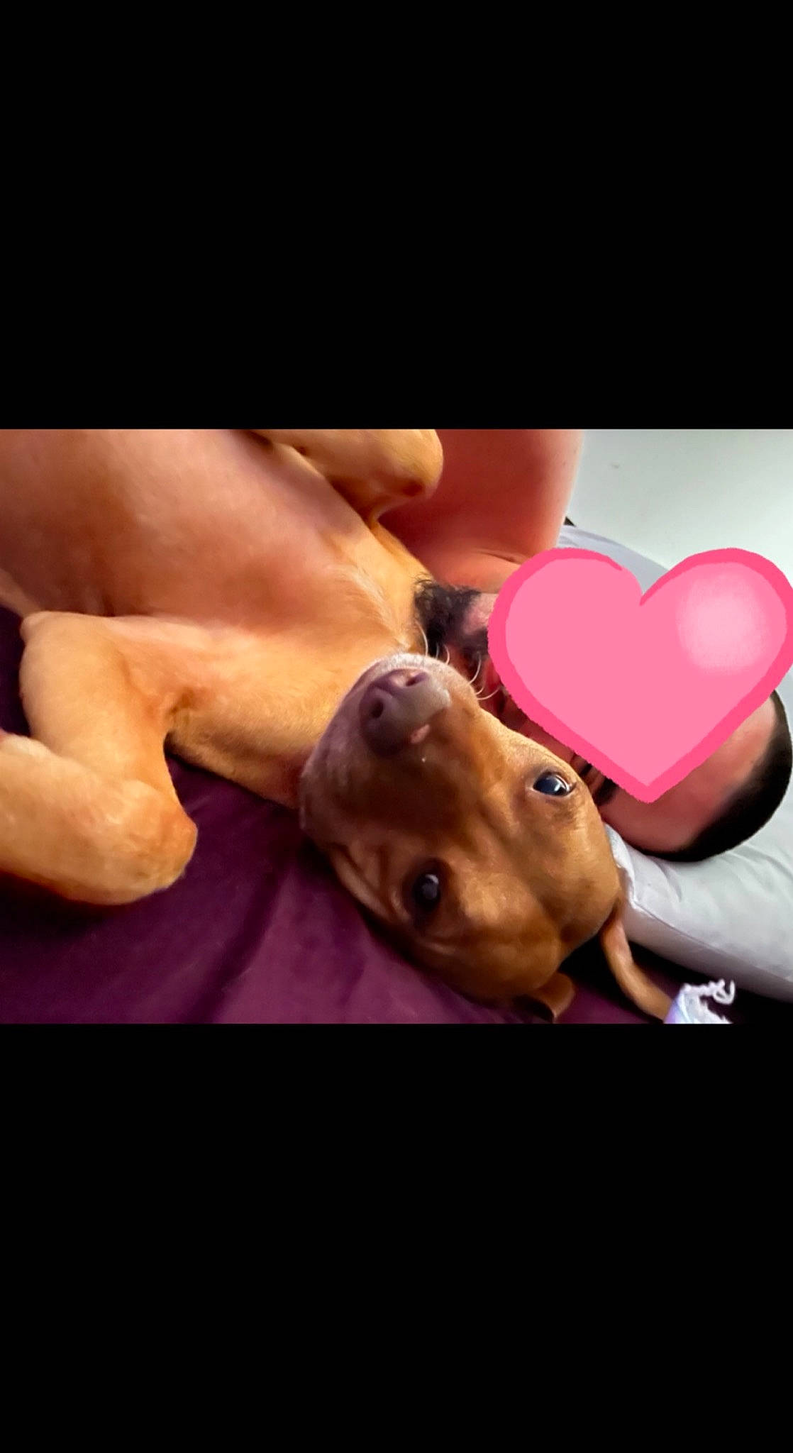 Sasha is registered to the contest to win money with this photo: canidae, carmine, carnivore, chest, companion_dog, dog, dog_breed, fashion_accessory, fawn, finger, flesh, foot, fur, gesture, human_leg, knee, magenta, photo_caption, sporting_group, thigh