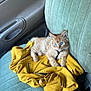 kitten, cat, orange_cat, blue_eyes, jacket, yellow_jacket, car_seat, green_seat, interior, vehicle, pet, cute, fur, relaxing, cozy, domestic_animal, whiskers, paws, young_cat, indoor